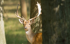 Danek_zver_priroda_lov_glampingcz_les