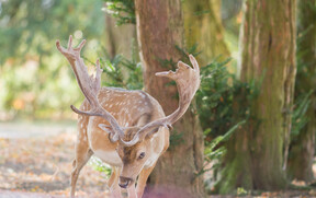 Danek_zver_priroda_lov_glampingcz_les - kopie 1