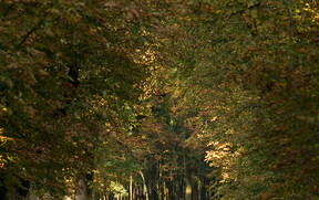 Lesni_cesta_Obora_Kinsky_glampingczcz