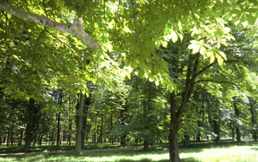 Obora_Priroda_Les_Kinsky_glampingczcz