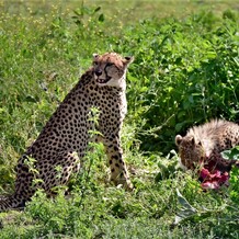 divočina glamping tanzanie