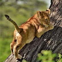 lví mládě glamping