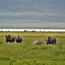 nosorožci safari glamping
