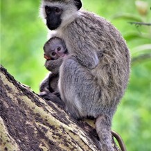 opice glamping safari