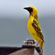 papoušek glamping safari