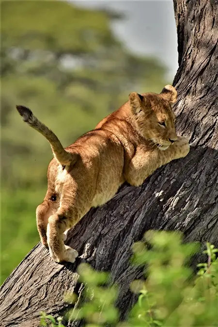 Na glamping do africké Tanzánie